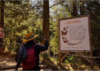¡Que no se te pase la temporada! Vive hoy la magia de la Mariposa Monarca: Sectur