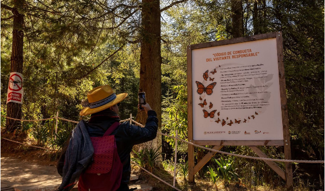 ¡Que no se te pase la temporada! Vive hoy la magia de la Mariposa Monarca: Sectur