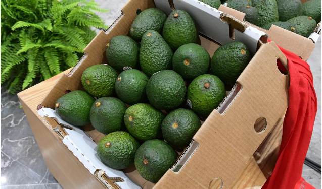 Michoacán va por la protección total de su aguacate: Sedeco