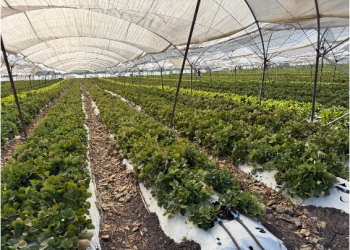 Productores de berries tendrán acceso a créditos de más de un mdp: Sader