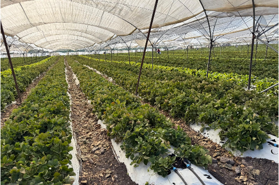 Productores de berries tendrán acceso a créditos de más de un mdp: Sader