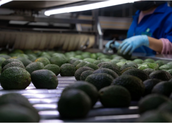 ProForest garantiza que el aguacate que llega a las mesas está libre de deforestación