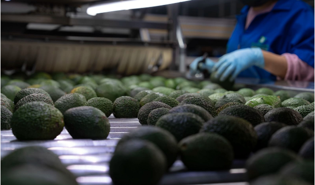 ProForest garantiza que el aguacate que llega a las mesas está libre de deforestación