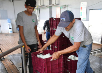 ¡Leche para el Bienestar a solo 7.50 pesos! Michoacán protege la economía de las familias