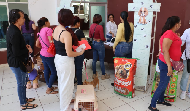 Gobierno de Apatzingán realiza 100 esterilizaciones en jornada de bienestar animal