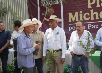 Plan Michoacán: Productores de limón recibirán 150 mil plantas certificadas este año: Sader