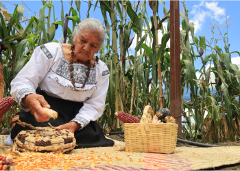 Refuerza Sembrando Vida acciones para proteger  maíces nativos y avanzar en soberanía alimentaria