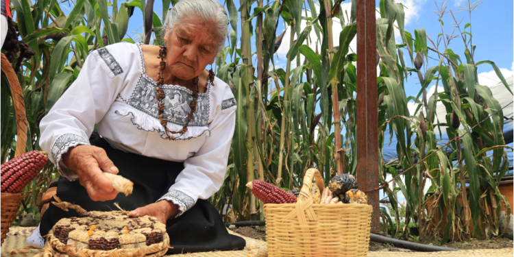 Refuerza Sembrando Vida acciones para proteger maíces nativos y avanzar en soberanía alimentaria