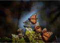 ¡Se acaba el tiempo! Última oportunidad para visitar los santuarios de la Mariposa Monarca