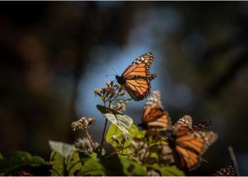 ¡Se acaba el tiempo! Última oportunidad para visitar los santuarios de la Mariposa Monarca