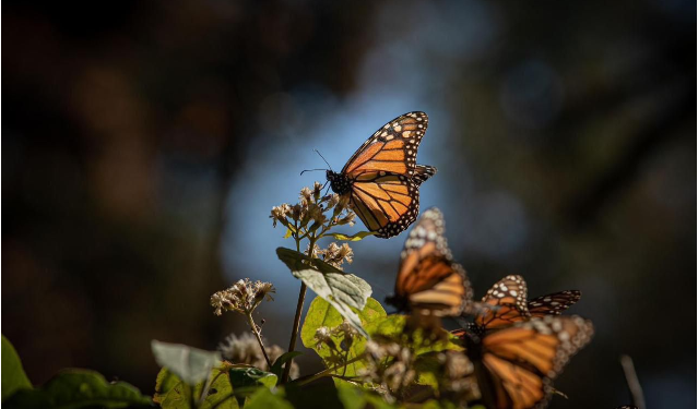 ¡Se acaba el tiempo! Última oportunidad para visitar los santuarios de la Mariposa Monarca