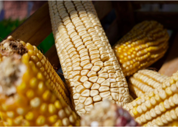 Dispersados más de 374 mdp en incentivos para productores de maíz en Michoacán