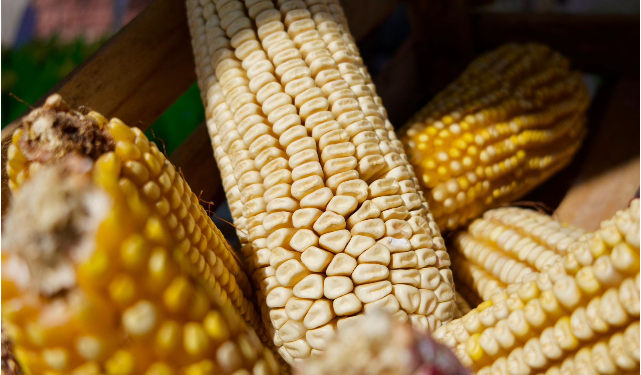 Dispersados más de 374 mdp en incentivos para productores de maíz en Michoacán