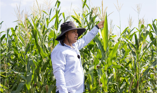 Casi 12 mil productores beneficiados con incentivos para maíz blanco en Michoacán