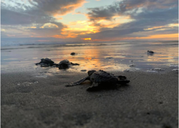 Aún estás a tiempo para ir a liberar tortugas en las playas de Michoacán
