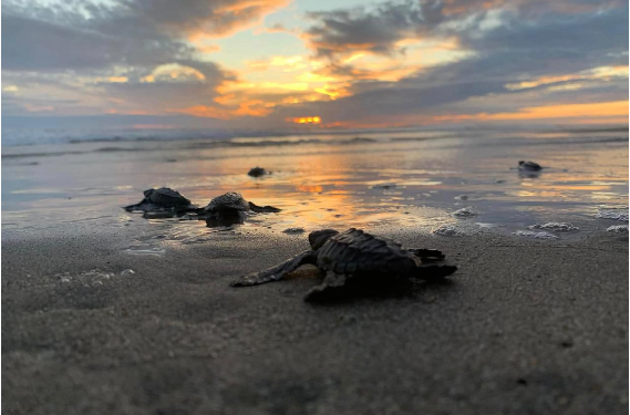 Aún estás a tiempo para ir a liberar tortugas en las playas de Michoacán