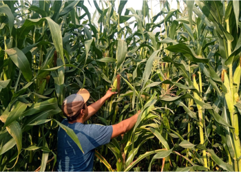 Preserva Sembrando Vida 54 razas de maíz nativo con parcelas agroecológicas comunitarias