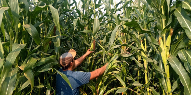 Preserva Sembrando Vida 54 razas de maíz nativo con parcelas agroecológicas comunitarias