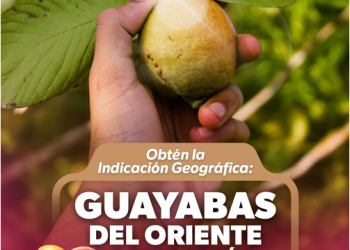Indicación Geográfica, el sello que le da valor extra a la guayaba michoacana