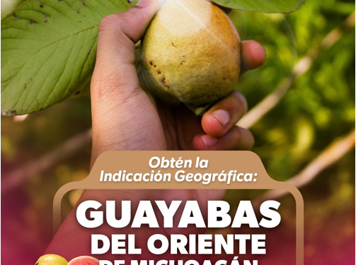 Indicación Geográfica, el sello que le da valor extra a la guayaba michoacana