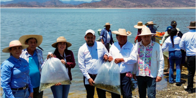 Siembra Compesca 150 mil tilapias para impulsar la economía en Churumuco