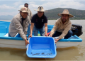 Gobierno de Michoacán siembra mil ejemplares de achoque en el lago de Pátzcuaro