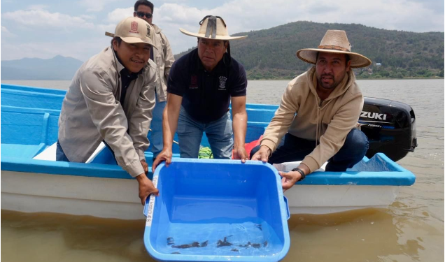 Gobierno de Michoacán siembra mil ejemplares de achoque en el lago de Pátzcuaro