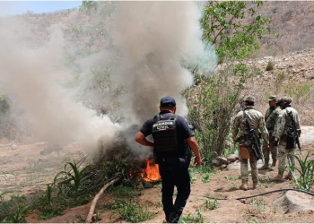 SSP y Defensa refuerzan operativos en Huetamo, destruyen más de 14 mil plantas de marihuana
