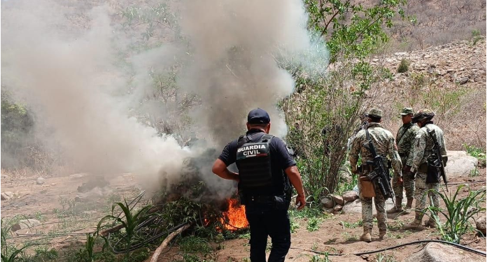SSP y Defensa refuerzan operativos en Huetamo, destruyen más de 14 mil plantas de marihuana