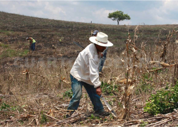 El campo de las comunidades indígenas, entre el abandono e incumplimiento gubernamental #CSIM