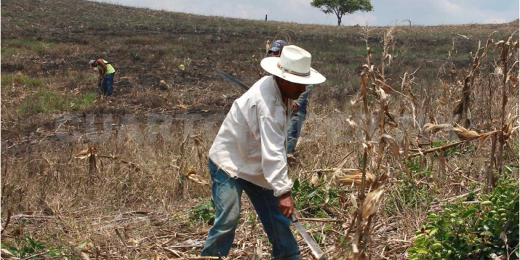 El campo de las comunidades indígenas, entre el abandono e incumplimiento gubernamental #CSIM