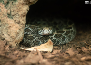 ¿Sabías que en el Zoológico de Morelia hay una serpiente de 5 metros? ¡Ve a conocerla!