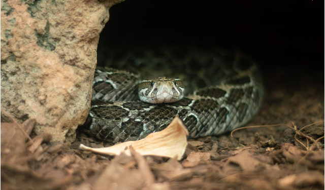¿Sabías que en el Zoológico de Morelia hay una serpiente de 5 metros? ¡Ve a conocerla!