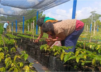 Inician campesinos de Sembrando Vida siembra de cerca de 300 millones de plantas para recuperar ecosistemas del país