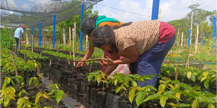 Inician campesinos de Sembrando Vida siembra de cerca de 300 millones de plantas para recuperar ecosistemas del país