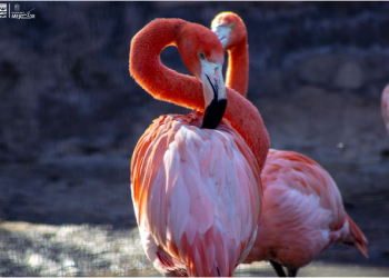 Más de 70 flamencos engalanan el Zoológico de Morelia ¡Ve a conocerlos!