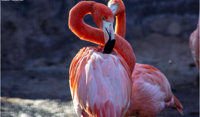 Más de 70 flamencos engalanan el Zoológico de Morelia ¡Ve a conocerlos!