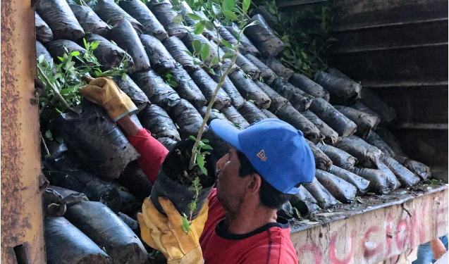 Impulso histórico al limón michoacano; avanza renovación de huertas en Tierra Caliente