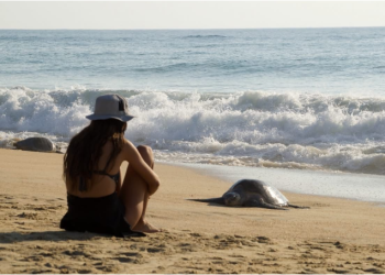 Michoacán, destino donde tres especies de tortuga marina eligen la vida