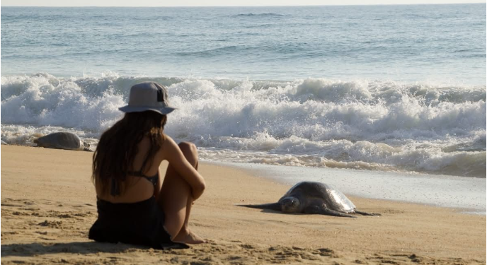 Michoacán, destino donde tres especies de tortuga marina eligen la vida