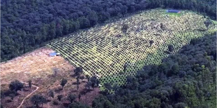 Pronunciamiento público de las comunidades indígenas de #Michoacán a la industria del aguacate     