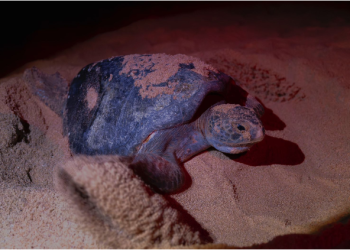 Nacen más de 6.7 millones de tortugas marinas en la Costa michoacana