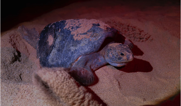 Nacen más de 6.7 millones de tortugas marinas en la Costa michoacana