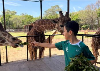 “Contando Manchas”: una experiencia para conocer y alimentar jirafas en el Zoológico de Morelia