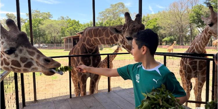 “Contando Manchas”: una experiencia para conocer y alimentar jirafas en el Zoológico de Morelia