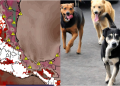 HOY INICIA LA FASE MÁS INTENSA DEL PERIODO CALUROSO ¡RESGUARDA A TUS MASCOTAS DEL CALOR EXTREMO!