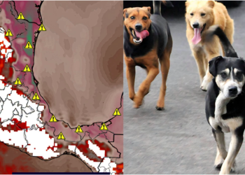 HOY INICIA LA FASE MÁS INTENSA DEL PERIODO CALUROSO ¡RESGUARDA A TUS MASCOTAS DEL CALOR EXTREMO!