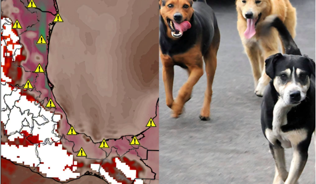 HOY INICIA LA FASE MÁS INTENSA DEL PERIODO CALUROSO ¡RESGUARDA A TUS MASCOTAS DEL CALOR EXTREMO!