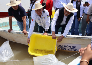 Gobierno estatal libera 40 mil crías de pez blanco para el rescate del Lago de Pátzcuaro