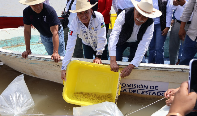 Gobierno estatal libera 40 mil crías de pez blanco para el rescate del Lago de Pátzcuaro